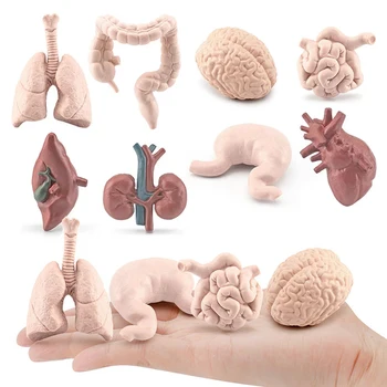 Игрушки для желудка, печени, модель туловища, игра для изучения тела, образовательная симуляция человека для учебных пособий, сердце, детский мозг, почки